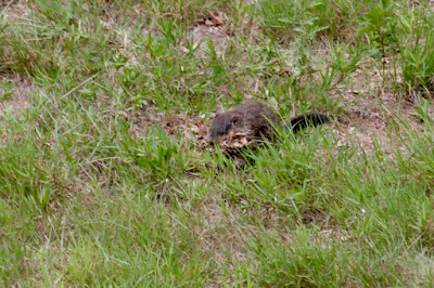 the new neighbor, a woodchuck