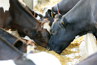 [PDF] MANUAL PRÁTICO PARA FORMULAÇÃO DE RAÇÃO PARA VACAS LEITEIRAS