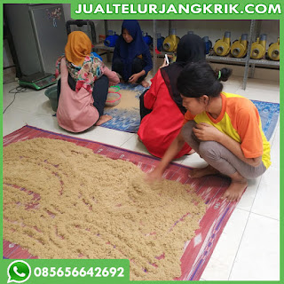 Jual Telur Jangkrik Medan