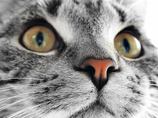 Close-up foto grijze kat