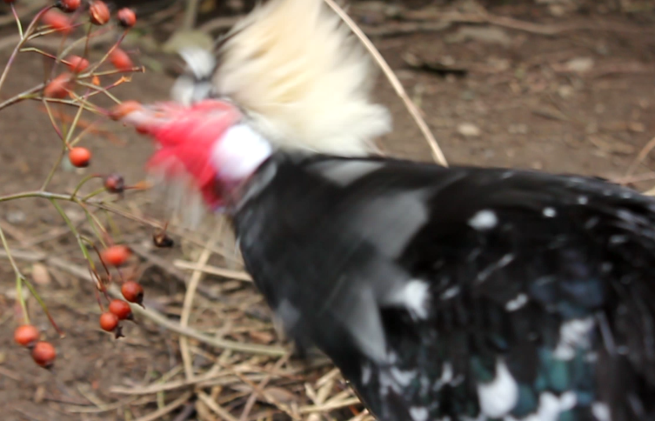 Polish rooster eating rose hips