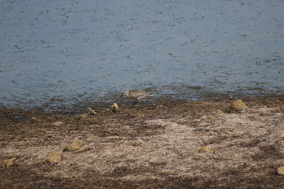 Red Knot