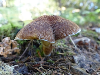 Bolet à pied creux - Suillus ampliporus - Suillus cavipes 