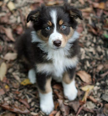 Australian Shepherd Puppy Pictures