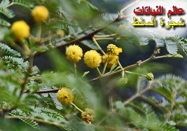 السنط العربي أو السمر العربي أو السنط النيلي أو الشَوْكَة المِصْرِيَّة   Babool_(Acacia_nilotica)_flowers_at_Hodal_W_IMG_1163