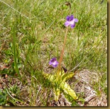 Pinguicula