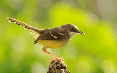 burung ciblek sawah