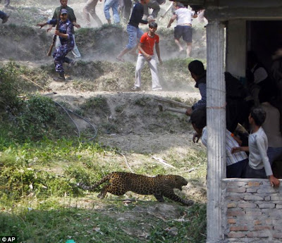  Leopard Attacks 1