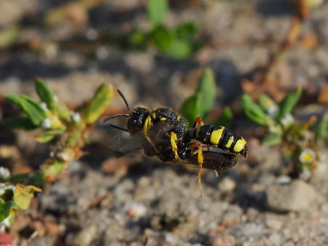 Predatory Wasp