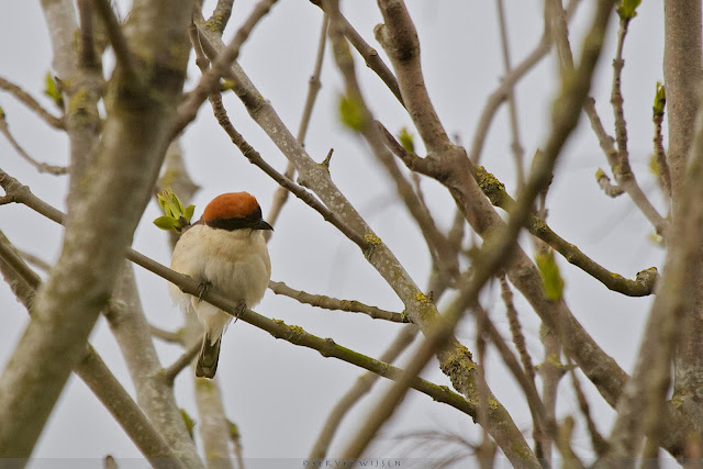 Nogal versuft leek de vogel toen ie weer in de boom zat - Freed but confused it seemed when it had flown back in the tree