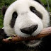 The most important facts about the Panda Bear you should know