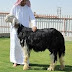 سعودي يشتري خروفاً بـ 75 ألف درهم