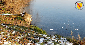 MEREVILLE (54) - Etang de la Justice gelé !