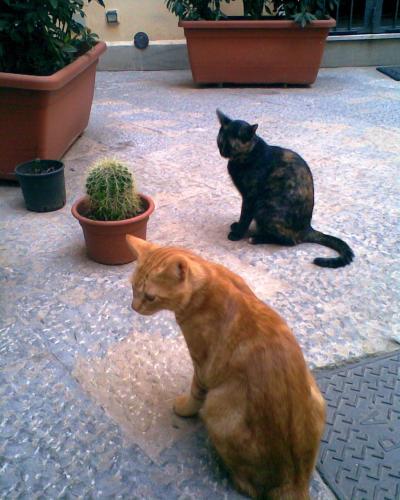 tom e skiz