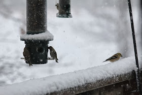 birds at feeder in snowstorm