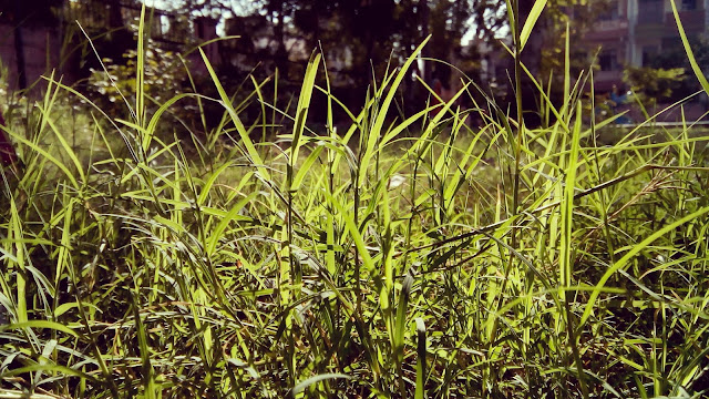 Grass in Sunlight Picture (Close up)