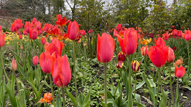 Coral tulips at Pashley Manor Gardens tulip festival