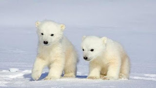 polar bear pictures, polar bear images