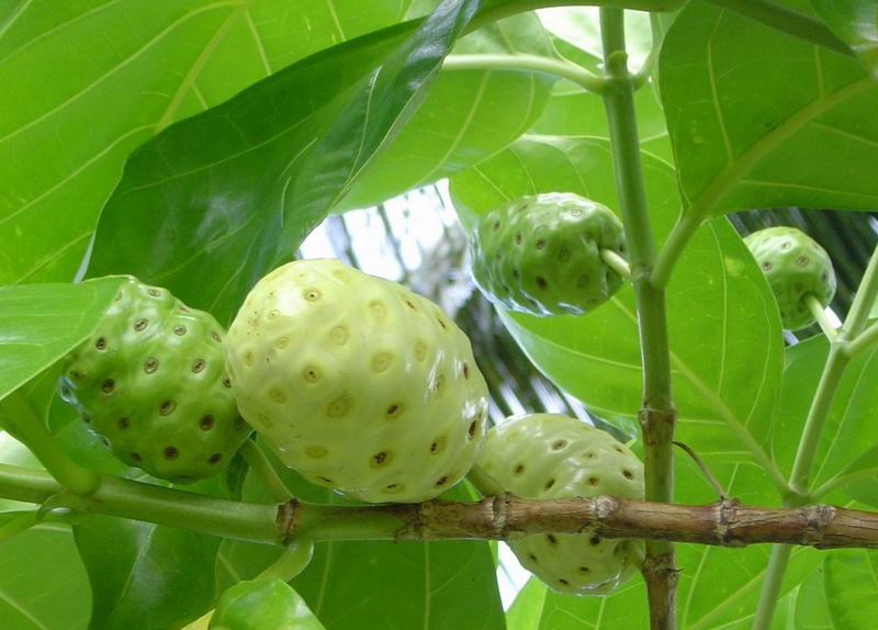 Narottam ( Pinku Prasad ): NONI