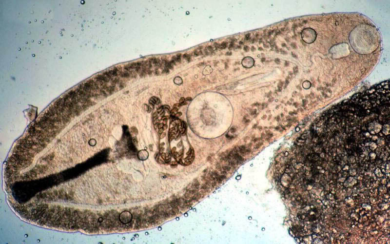 Trematoda BIOLOGIPEDIA