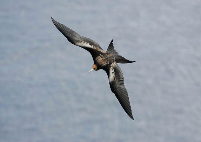 The-Worlds-Rarest-Birds-2-003