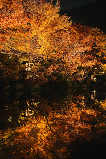 清水寺楓葉夜景