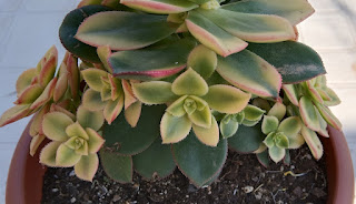 planta suculenta Aeonium haworthii kiwi