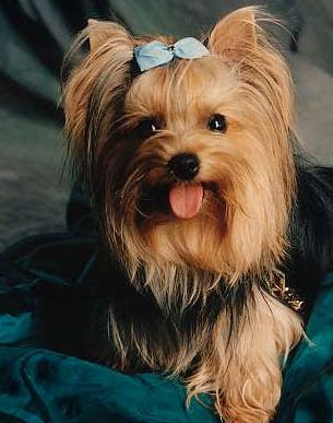 Yorkshire Terrier 