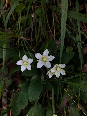 [Celastraceae] Parnassia palustris - Marsh Grass of Parnassus (Parnassia delle paludi)