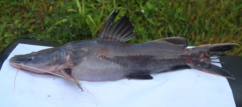 Fishing and fish species Jenis jenis Ikan  Konsumsi