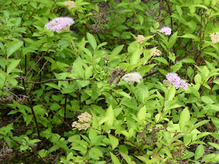 Spiraea nervosa var. angustifolia