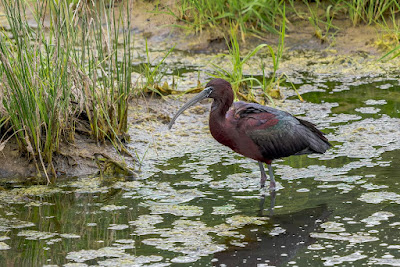 Glossy Ibis at Tsiknias River, Lesvos