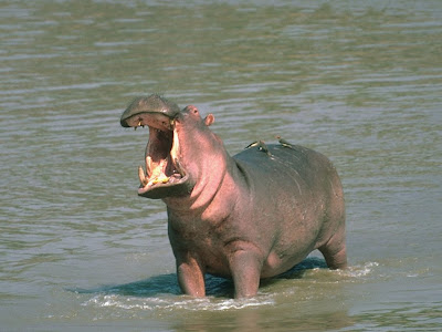 Picture Of Hippo 9