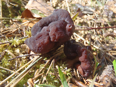  Piestrzenica kasztanowata Gyromitra esculenta