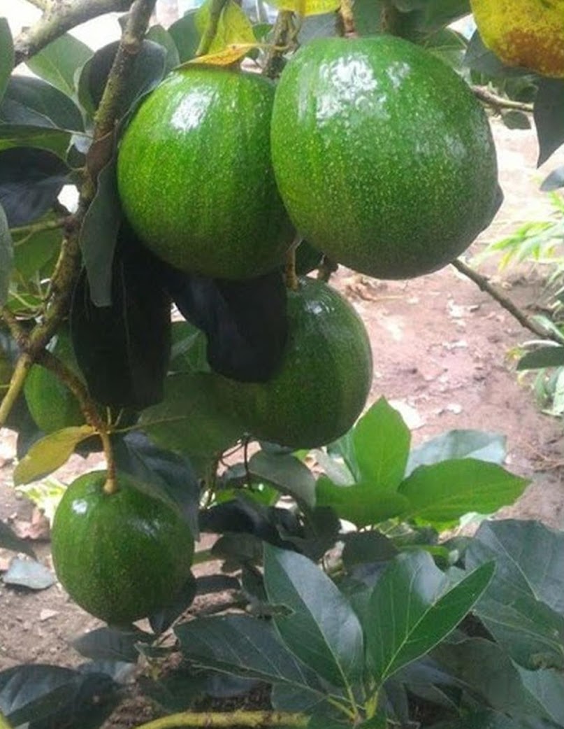 bibit alpukat kendil unggulan pohon buah avocado mudah cepat berbuah Semarang