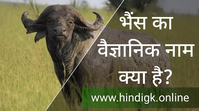 भैंस का वैज्ञानिक नाम (bhains ja vaigyanik naam)