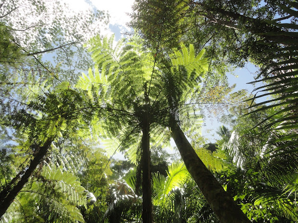 looking up into sunshine through a forest of Australian Tree Fern