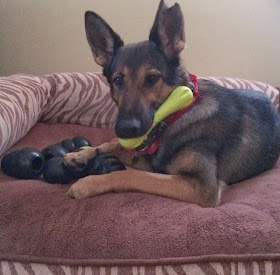 adorable dog pictures, german shepherd dog chews a toy