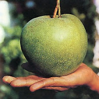 mangga kelapa