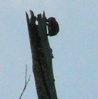 mystery bird pecking?