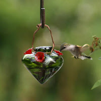 Feeder Hummingbird