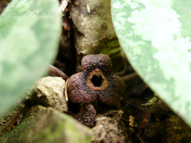 Asarum nipponicum