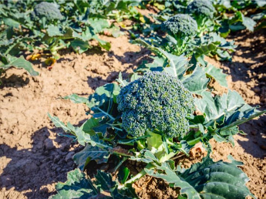 Feasibility study of a broccoli farm project;