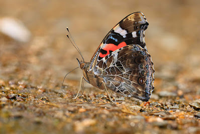 Vanessa indica