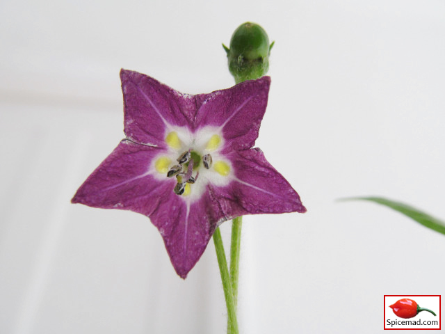 Mini Rocoto Brown Flower - 21st September 2018