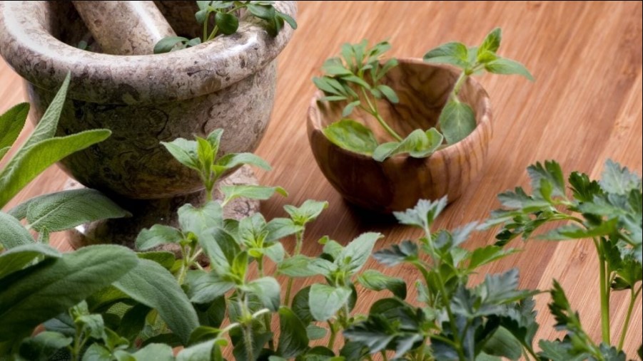 grow herb garden in home