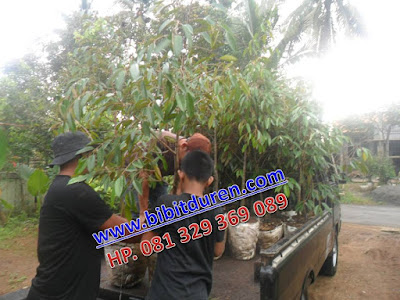 Bibit durian, foto bibit durian, koleksi bibit durian, bibit durian montong bawor, bibit durian cani, bibit durian montong, bibit durian, bibit durian bawor, bibit durian merah, bibit durian bawor banyumas, bibit durian terbaik, bibit durian montong banyumas, bibit durian musang king, bibit durian unggul yang cepat berbuah, bibit durian bhineka bawor, bibit durian montong, bibit durian unggul, bibit durian bawor, bibit durian merah, bibit durian bawor banyumas, bibit durian terbaik, bibit durian montong banyumas, bibit durian musang king, bibit durian unggul yang cepat berbuah, bibit durian bhineka bawor, bibit durian ajimah, jual bibit durian ajimah, alamat bibit durian merah, aneka bibit durian, alamat bibit durian, bibit durian bawor, bibit durian bawor banyumas, bibit durian bhineka bawor, bibit durian bangkok, bibit durian bawor surabaya, bibit durian bawor di malang, bibit durian bawor di bogor, bibit durian bogor, bibit durian bawor di jakarta, bibit durian bawor kemranjen, bibit durian cepat berbuah, bibit durian cepat buah, bibit durian cangkok, bibit durian chanee, bibit durian yang cepat berbuah, jual bibit durian cangkok, jual bibit durian cepat berbuah, bibit durian yg cepat berbuah, bibit durian unggul yang cepat berbuah, cari bibit durian montong, bibit durian dari biji, bibit durian duri hitam, bibit durian dataran rendah, bibit durian di malang, bibit durian di bandung, bibit durian d24, bibit durian di medan, bibit durian di jogja, bibit durian dalam pot, bibit durian di bogor, bibit durian warso farm, bibit durian gundul, bibit durian golden king, bibit durian genjah, bibit durian hibrida, bibit durian hepe, jual bibit durian hepe, harga bibit durian montong, harga bibit durian, harga bibit durian bawor, harga bibit durian merah, harga bibit durian musang king, harga bibit durian bangkok, harga bibit durian unggul, bibit durian jawa timur, bibit durian jogja, bibit durian jember, bibit durian jingga, bibit durian jakarta, bibit durian juntak, bibit durian montong jakarta, bibit durian montong jawa timur, bibit durian montong jogja, bibit durian di jogja, bibit durian kalimantan, bibit durian kanjo, bibit durian kumbokarno, bibit durian kani, bibit durian kane, bibit durian kunyit, bibit durian kura kura, bibit durian kediri, bibit durian karanganyar, bibit durian kholil, bibit durian lokal, bibit durian lai, bibit durian lampung, bibit durian montong lampung, jual bibit durian lokal, jual bibit durian lai, harga bibit durian lokal, jual bibit durian lampung, bibit durian montong, bibit durian merah, bibit durian montong banyumas, bibit durian musang king, bibit durian montong 15rb bibit, bibit durian medan, bibit durian matahari, bibit durian monthong, bibit durian montong jakarta, bibit durian montong medan, bibit durian namlung, bibit durian unggul nasional, bibit durian okulasi, bibit durian otong, bibit durian montong oranye, jual bibit durian okulasi, bibit durian montong okulasi, bibit durian montong orange, bibit durian monthong oranye, harga bibit durian okulasi, bibit durian petruk, bibit durian pelangi, bibit durian purworejo, bibit durian pontianak, bibit durian pot, bibit durian palembang, bibit durian petruk yogyakarta, bibit durian petruk bandung, bibit durian pandeglang, bibit pohon durian, bibit durian raja kunyit, bibit durian riau, bibit durian red prawn, bibit durian dataran rendah, harga bibit durian raja kunyit, jual bibit durian dataran rendah, bibit durian super, bibit durian surabaya, bibit durian sitokong, bibit durian siap berbuah, bibit durian sunan, bibit durian sukun, bibit durian semarang, bibit durian sultan, bibit durian sambung pucuk, bibit durian susah berbuah, bibit durian terbaik, bibit durian trubus, bibit durian tong medaye, bibit durian tembaga, bibit durian thailand, bibit durian tanpa biji, bibit durian terong, bibit tanaman durian, bibit tanaman durian montong, bibit durian montong trubus, bibit durian unggul, bibit durian unggul yang cepat berbuah, bibit durian unggulan, bibit durian unggul nasional, bibit durian udang merah, bibit durian unggul di malang, bibit durian unggul di yogyakarta, bibit unggul durian montong, bibit unggul durian monthong, jual bibit durian unggul, bibit durian warso, bibit durian warso farm, www.bibit durian montong, www.bibit durian, bibit durian yogyakarta, bibit durian yang bagus, bibit durian yang cepat berbuah, bibit durian yang baik, bibit durian yg bagus, bibit durian yang unggul, bibit durian yg cepat berbuah, bibit durian unggul yang cepat berbuah, bibit durian kan yao, bibit durian montong yogyakarta, bibit durian montong 15rb bibit, bibit durian 3 tahun berbuah 