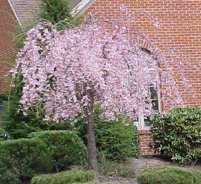 Weeping cherry tree that we