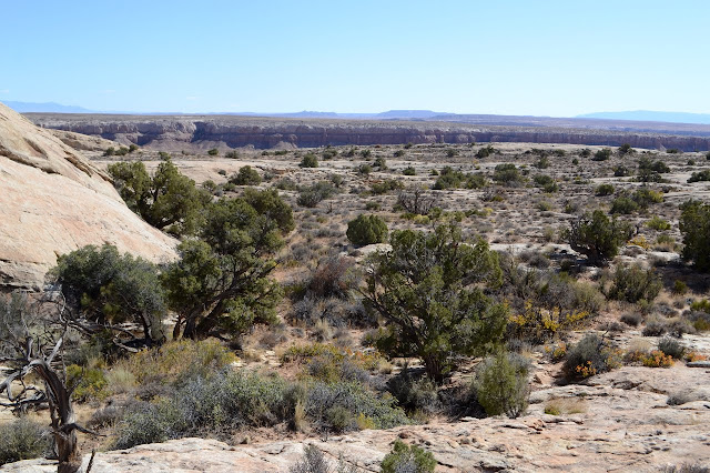 juniper and sage in a flat of growable dirt