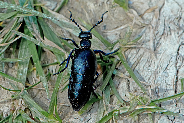 Meloe proscarabaeus the Black Oil Beetle